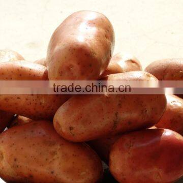 red indian potato