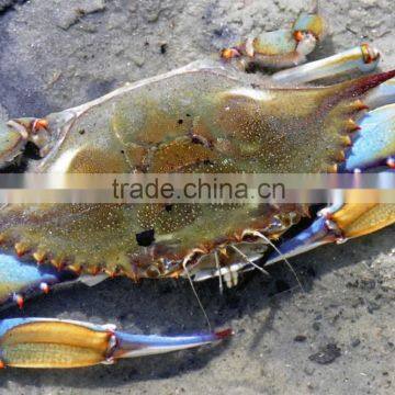 Frozen Blue Swimming Crab Good Quality