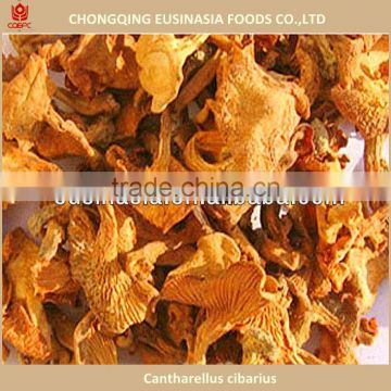 dried mushroom cantharellus cibarius