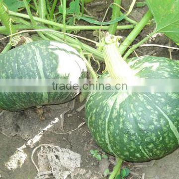 HPU09 Soni round deep green F1 hybrid pumpkin seeds prices