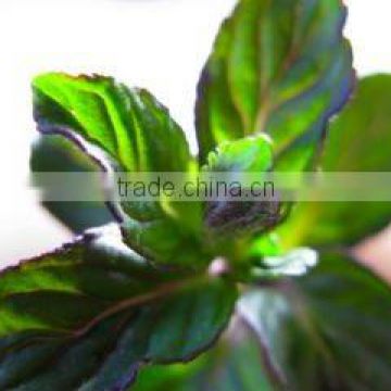 Piperita Oil (Ex Peppermint )