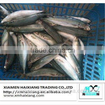 Wholesale China Frozen Whole Layang Scad fish