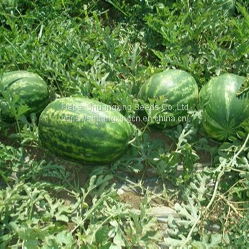 RF Oblong Shape Seedless Watermelon Seeds