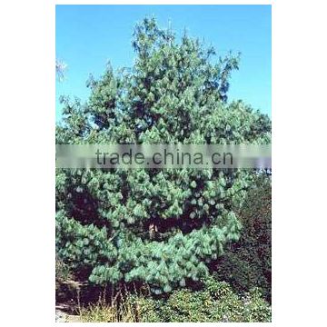 Pinus Wallichiana plant