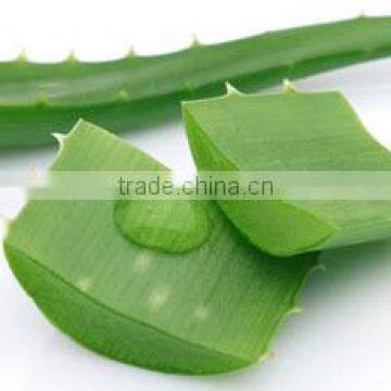 Organic Quality Indian Aleos For Bulk Suppliers