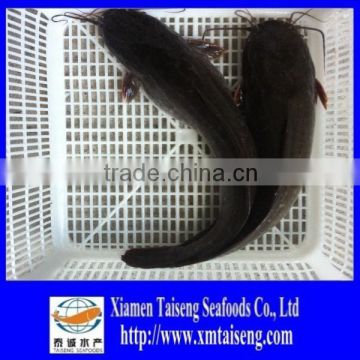 Whole Round Frozen Catfish for Sale