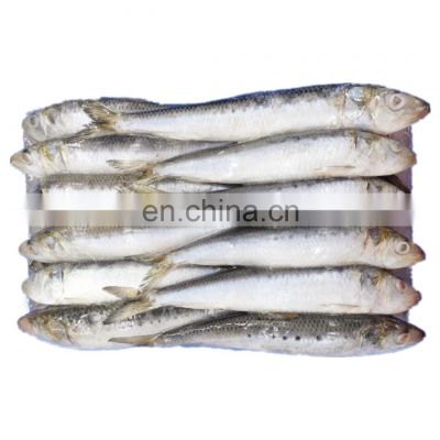 Good quality BQF frozen sardine fish for export