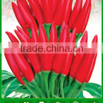 NP17 Lajiao Different types of seeds hybrid chilli seeds taste hot chilli seeds