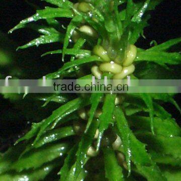 huperzine serrate extract huperzine a 98%