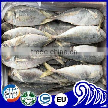 25cm+ CARAPAU Frozen Horse Mackerel