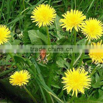 Dandelion Extract Powder 10:1- Water Soluble