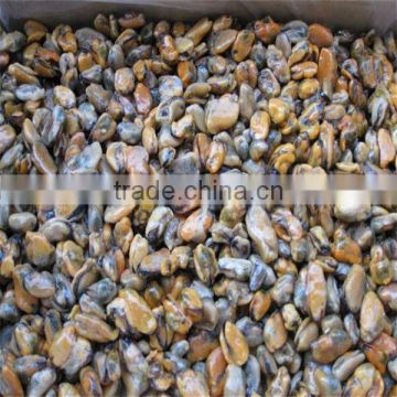 sea food and fresh price of mussels