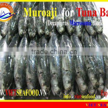 FROZEN MUROAJI FOR TUNA BAIT