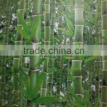 bamboo design wallpaper
