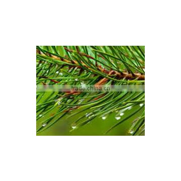 Talya Pine Oil ( %100 Naural and Pure )