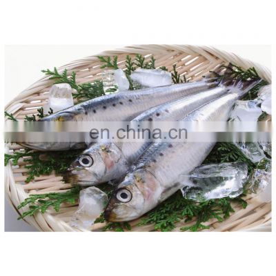 Good price frozen sardine block for canning for fillet
