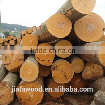 European Wood Beech Logs