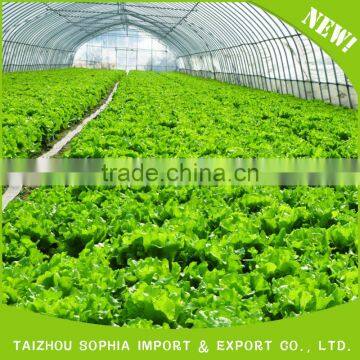 Newest design top quality tempered film greenhouse