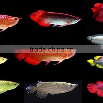 100% High Quality Blue Base Arowana Fish / Red Dragon Arowana Fish / Super Red Arowana Fish
