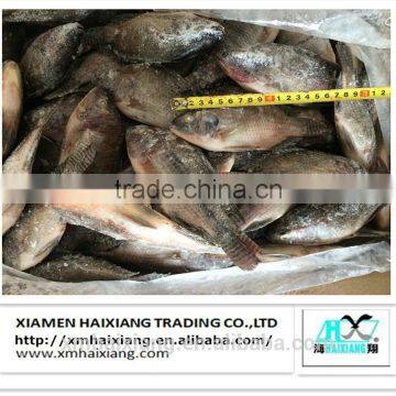 frozen tilapia farming price