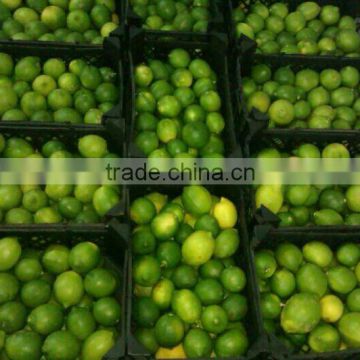 Egyptian lime