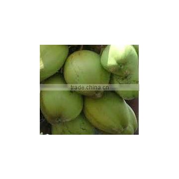 High Quality Decilious Cheap tender coconut water