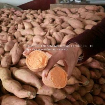 300g-450g fresh sweet potato