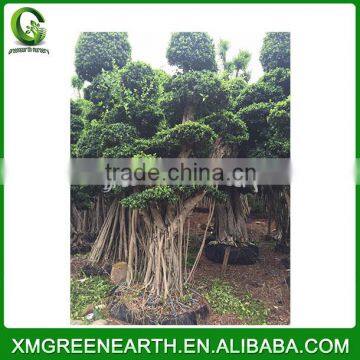 Ficus microcarpa big bonsai 4.5m (2)