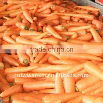 Fresh carrrot in China