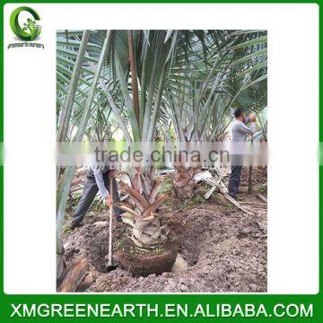 Bismarckia nobilis palms trunk 1-1.2m (2)