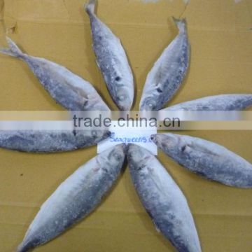 READY STOCK: HIGH QUALITY FROZEN HARD TAIL SCAD, FAIR PRICES