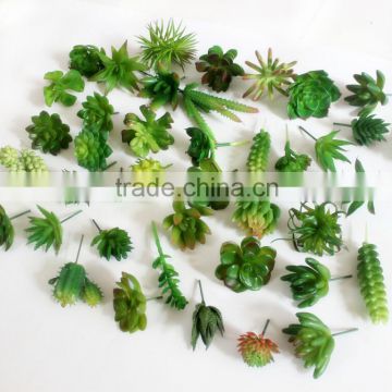 Wholesale 47 Spring Styles Small Size Succulent Plants Mini Succulent Plants