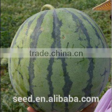 No.43 Hybrid high quality high suger content watermelon seed