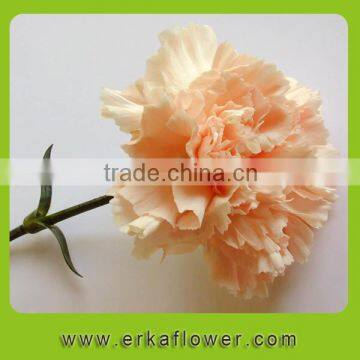 Deal best quality carnation red rose buyers find importers