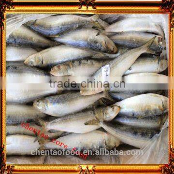 for sale fish frozen sardine