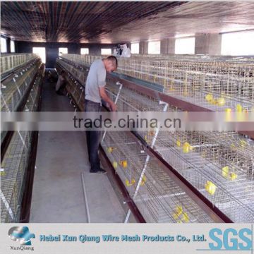 Hot Sale Bird Cages For Poultry Farm