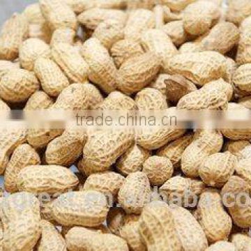 Supplying Raw Bulk Peanut in Shell with Different Specification for Sales