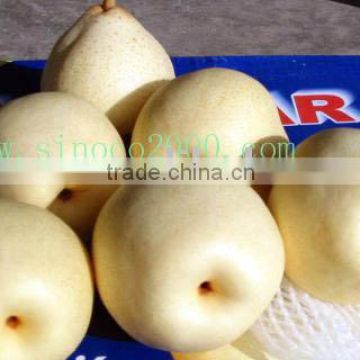new crop ya pear