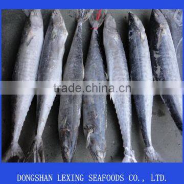 Frozen spanish mackerel for sale