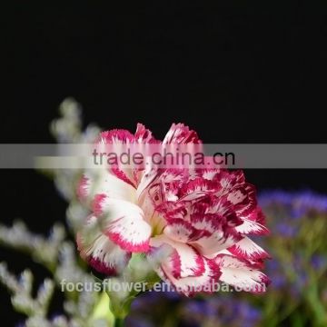 High Quality boxes for cut flowers carnation for weddings