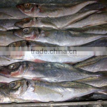 cheap fish frozen jack mackerel whole round