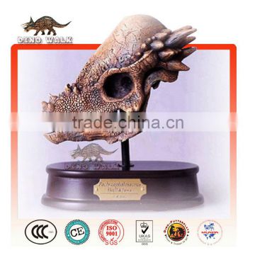 Pachycephalosaur Dinosaur Head Skeleton for Sale