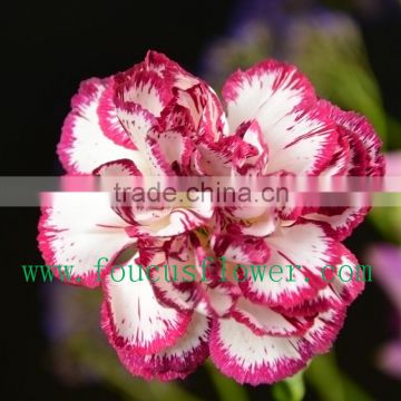 Multihead Preserved Flower Thailand Sugar Price Flower Plants Sale