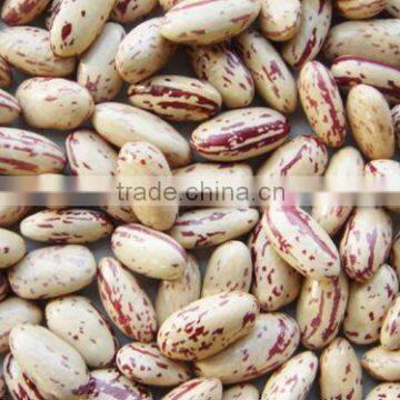 oval light speckled kidney bean