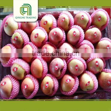 bulk fresh fruit fuji apple wholesale distributors