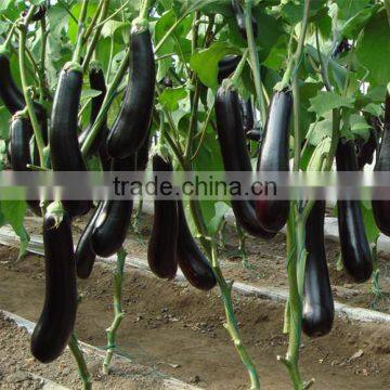 HE19 Fusong black hybrid eggplant seeds