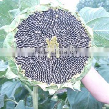 chinese sell sunflower seeds for planting