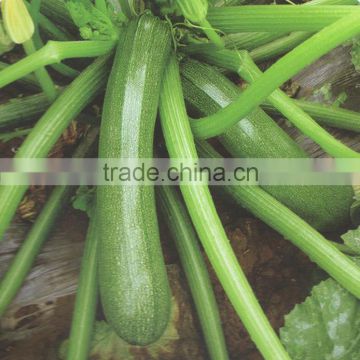JY N0.3 chinese dark green skin long shape squash seeds