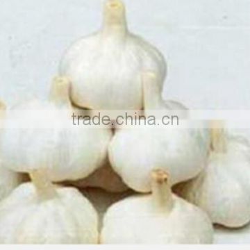 Factory Supply High Quality 1%-25% Aged Garlic Extract