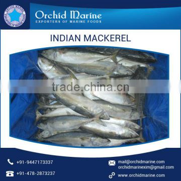 High Grade Properly Cleaned Frozen Mackerel Canned Available for Sale